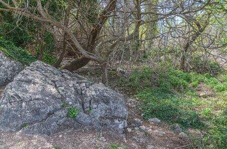 Picturesque and tipical vegetation near to "Fountain a hundred pipes" in Villanueva of Trabuco. Malaga. Spainの写真素材