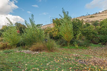 Landscape with trees, grass and electric lying.の写真素材