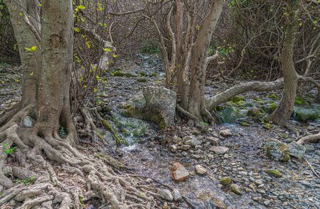 Picturesque and tipical vegetation near to "Fountain a hundred pipes" in Villanueva of Trabuco. Malaga. Spainの写真素材