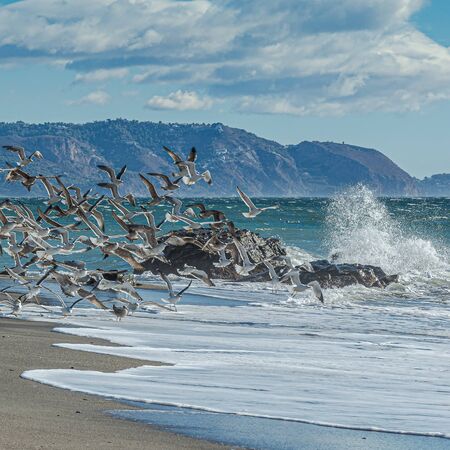 View of the seashore with many flying seagulls. Beach of Calaceite. Nerja. Malaga. Spain.の写真素材