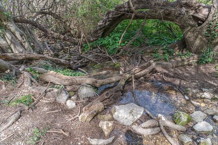 Picturesque and typical vegetation near to "Fountain a hundred pipes" in Villanueva of Trabuco. Malaga. Spain.の写真素材