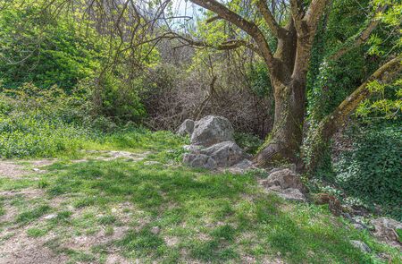 Picturesque and tipical vegetation near to "Fountain a hundred pipes" in Villanueva of Trabuco. Malaga. Spainの写真素材