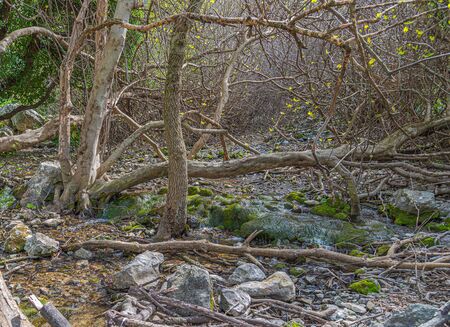 Picturesque and tipical vegetation near to "Fountain a hundred pipes" in Villanueva of Trabuco. Malaga. Spainの写真素材