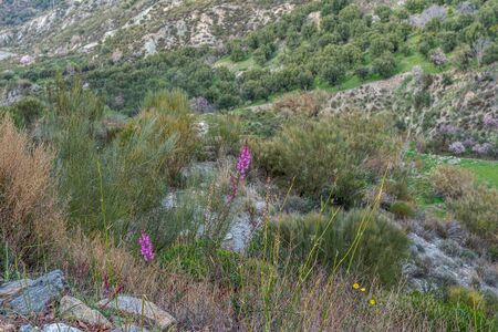 "Lythrum salicaria" wonderful pink flower in nature.の写真素材