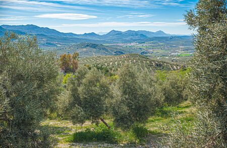 Landscape with countryside with trees and mountains background with view of Villanueva del Trabuco. Malaga. Spain.の写真素材