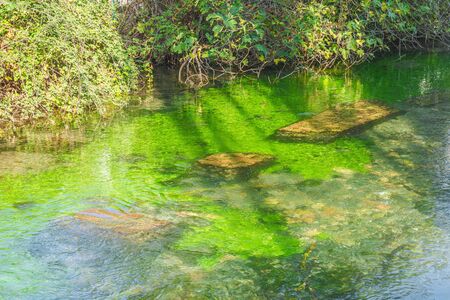 Picturesque view of wonderful vegetation and nature of Riofrio River in Granada. Spain.の写真素材