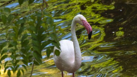 Beautiful flamingo with green water waving.の写真素材