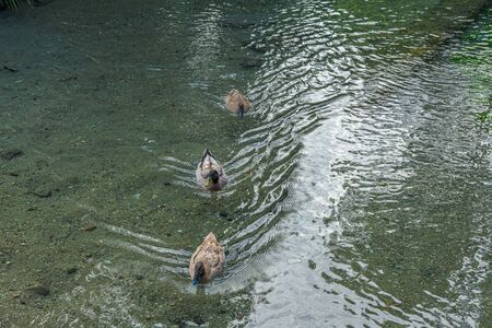 Picturesque view of three ducks swimming in famous Riofrio. Granada. Spain.の写真素材