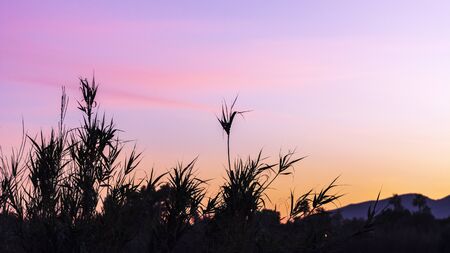 Sunset in the worderful nature park of Guadalhorce mouth. Malaga. Spain.の写真素材
