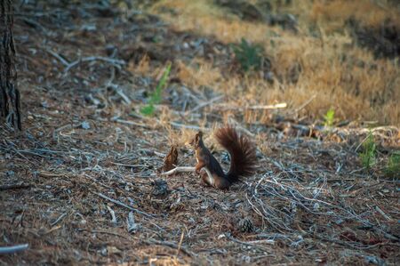 Curious chipmunk on tree in Gibralfaro. Malaga. Spain.の写真素材