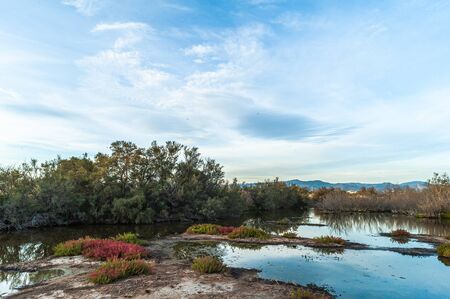 Wonderful nature in the Natural Park of River Mouth Guadalhorce. Costa del Sol. Malaga. Spain.の写真素材