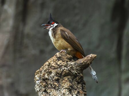 A beautiful and pretty Red - whiskered Bulbul (Pycnonotus jocosus).の写真素材
