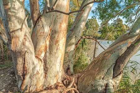 View of the vegetation of the Natural Park of River Mouth Guadalhorce. Costa del Sol. Malaga. Spain.の写真素材