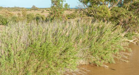 View of Natural Park of River Mouth Guadalhorce. Costa del Sol. Malaga. Spain.の写真素材