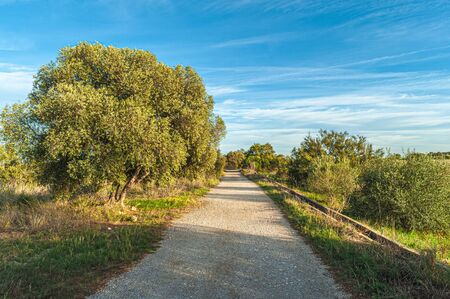 View of a forest road inside the Natural Park of River Mouth Guadalhorce. Costa del Sol. Malaga. Spain.の写真素材