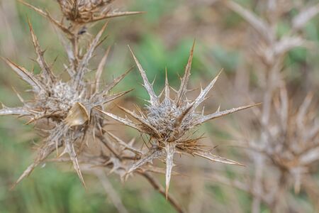 The plant of CARLINA CORYMBOSA featuring flower. Macro view.の写真素材
