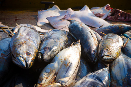 Fresh fish just offloaded in the harbour.の写真素材