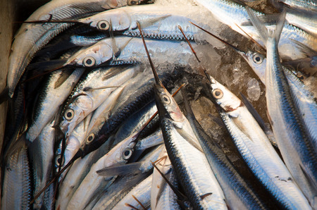 Fresh fish just offloaded in the harbour.の写真素材