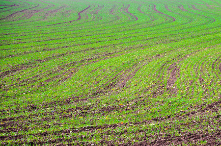 Young corn fieldの写真素材