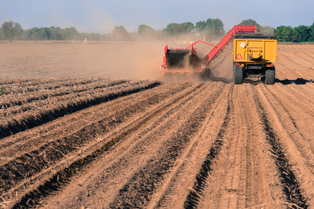 Harvesting potatoes from the land with a harvesterの写真素材