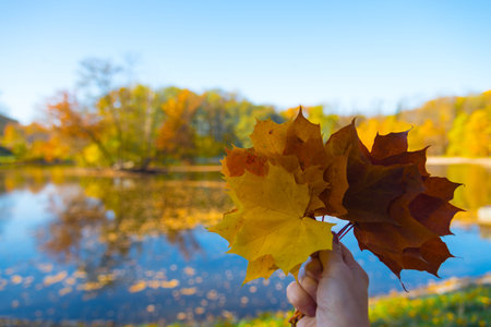 Hand holding maple leafs on  autumn colorful sunny background