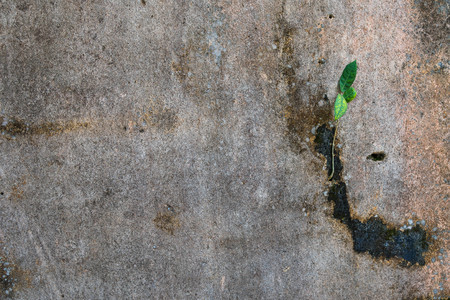 Young plant growing at the concrete crack wallの写真素材