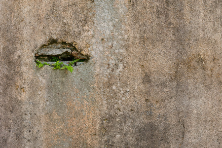 Small plants germinated and grown up from the cracked concrete wall backgroundの写真素材