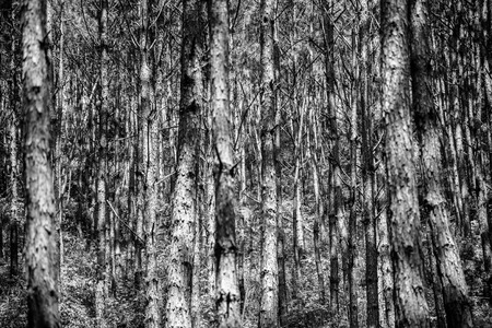 Tree Trunks in Black and White for Backgroundの写真素材