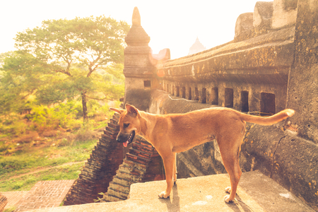 Stray dog in the temple.の写真素材
