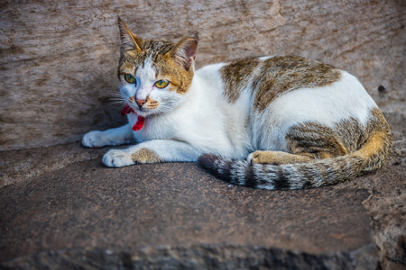 Domestic shorthair cat lying on the floor.の写真素材