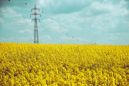 Power line in rape field. Electricity pylons and spring blue sky in background.の写真素材