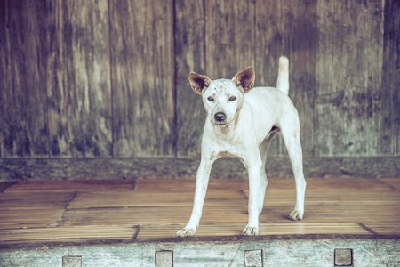 Dog alone look and waiting owner in front of home.の写真素材