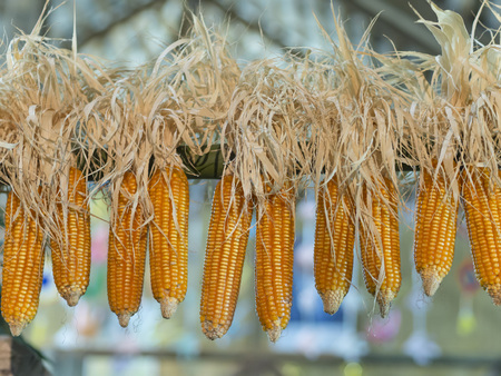 grains of ripe corn on wooden,corn cob and leaves on wooden background,several ears of fresh corn dryingの写真素材