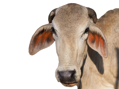 Brown cow isolatedの写真素材