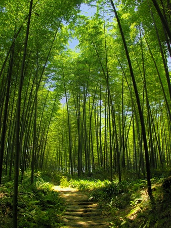 green landscapeの写真素材