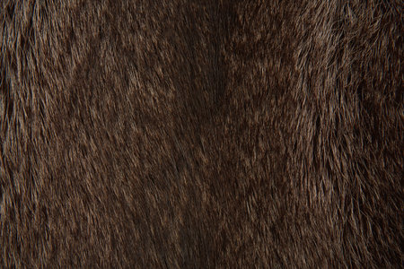 dark brown fur flattened surface