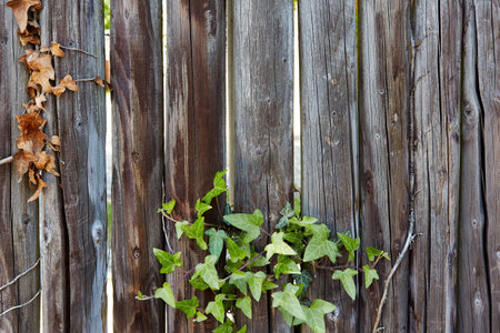 Wooden fence overgrown with ivy on a roadの写真素材