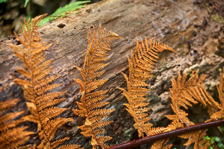 Dry fern leaning against a tree trunkの写真素材