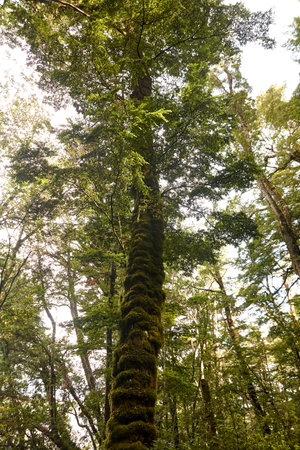 Treetop from a frog's perspective