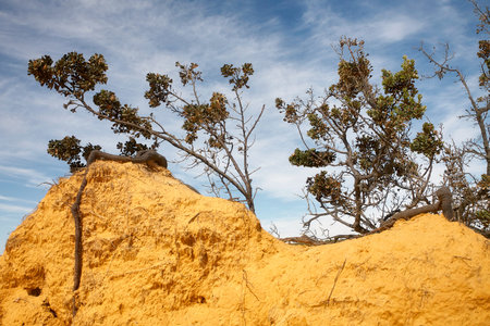 Landscape Desert View from Pinnacles in the desert of Nambung National Park Western Australia.