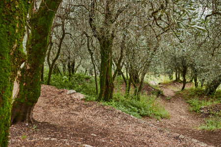 Olive grove on a walking path in Italyの写真素材