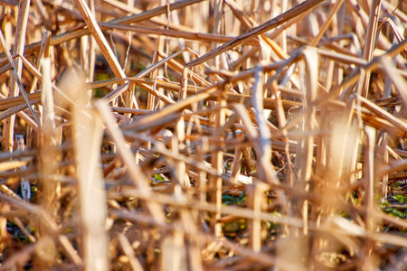 Dry stubble field in autumn