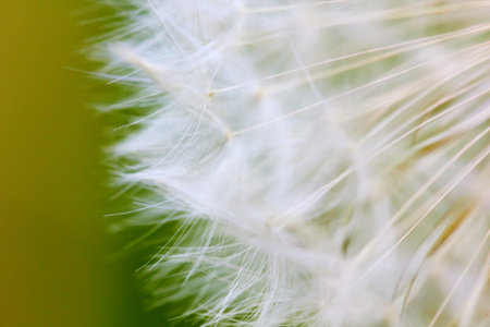 Dandelion seeds close up macro photo with shallow depth of field