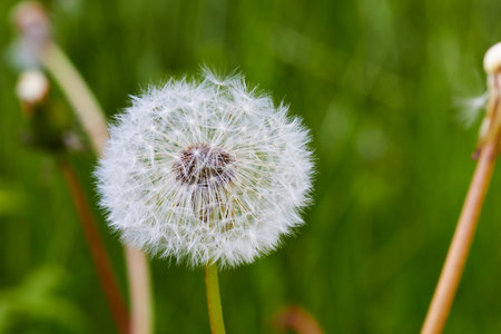 Dandelion flower on green grass background. Close up.の写真素材