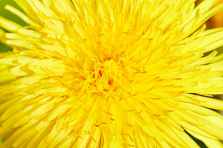 Yellow dandelion flower macro close up. Natural floral background.の写真素材