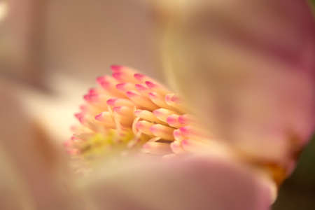 Flower of the magnolia treeの写真素材