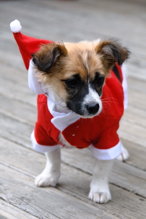 Christmas Puppyの写真素材