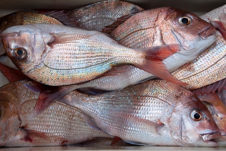 Fish bin of snapperの写真素材