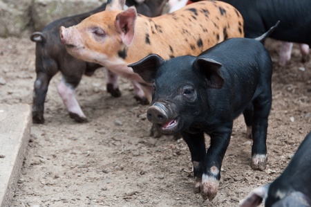 Pigletsの写真素材