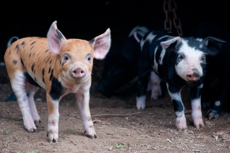 Pigletsの写真素材